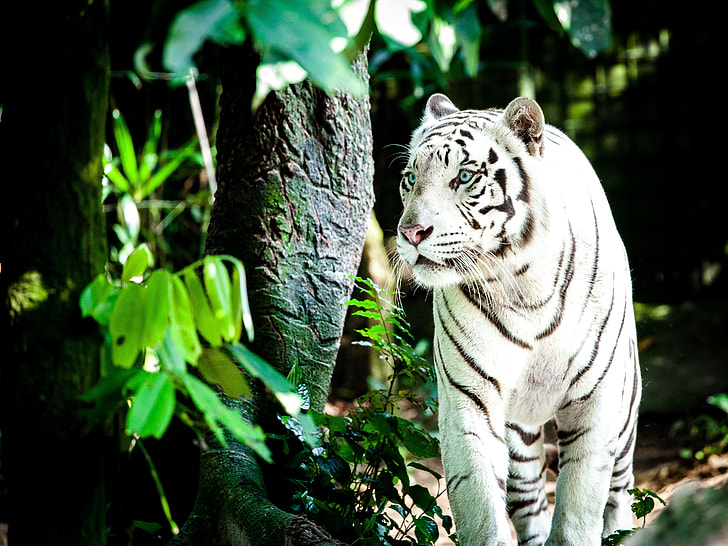 white tiger near trees