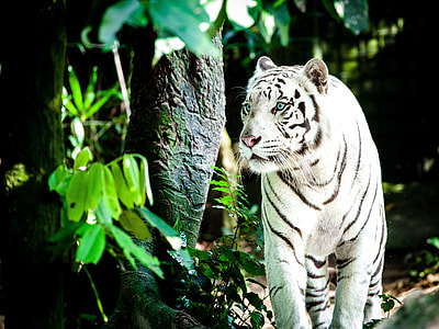 white tiger near trees