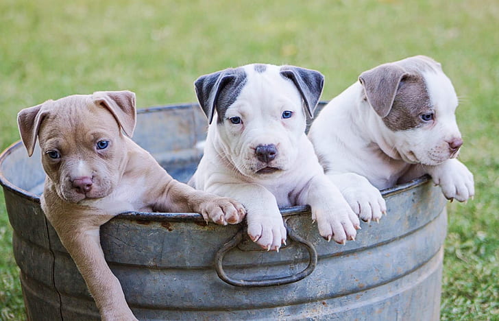 brown, white, and grey American pit bull terrier puppies