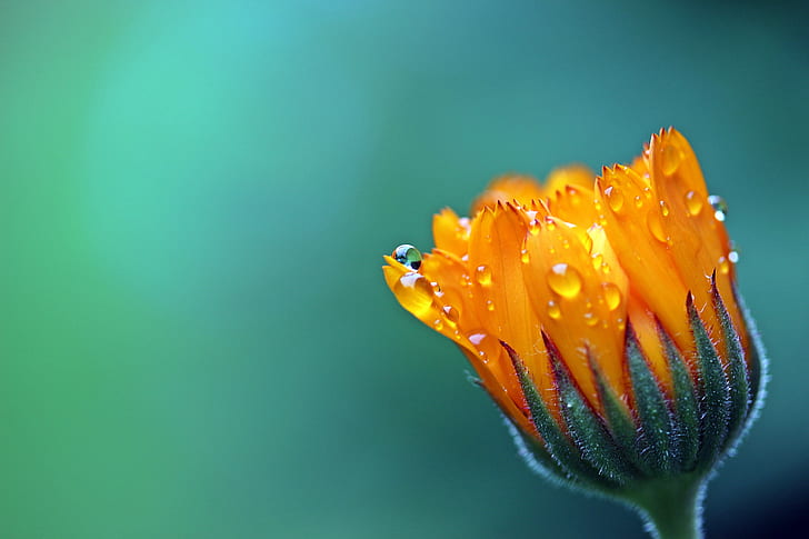 orange daisy selective-focus photography