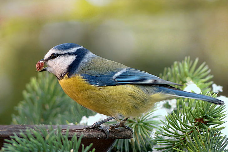 blue and yellow bird on pine tree closeup photo