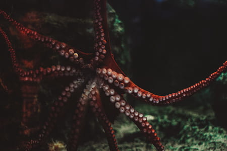 red octopus