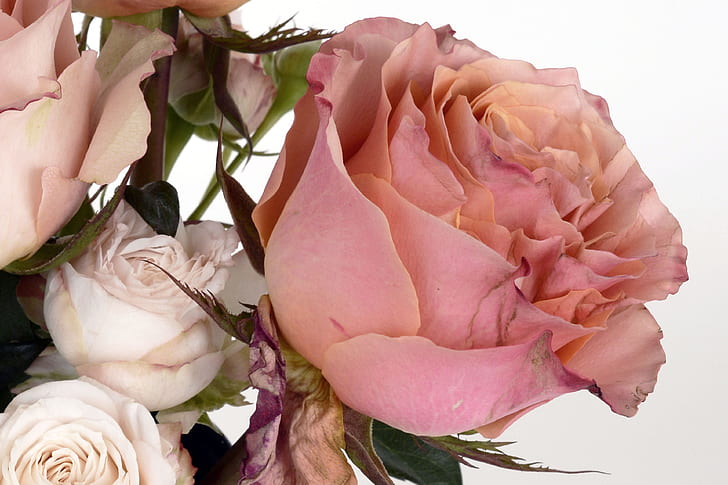 closeup photo of pink rose in full bloom