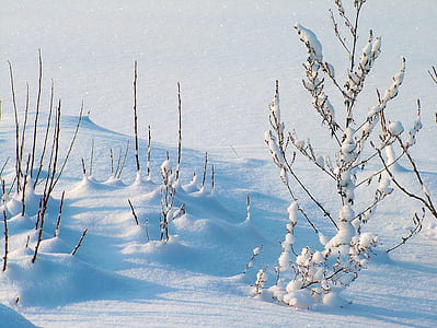 photo of white snow covered with trees