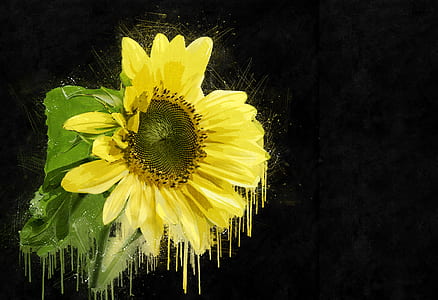 124 Royalty Free Sunflowers Photos Minimum Size 5k Sorted By