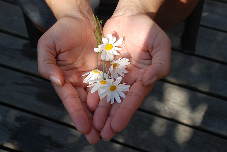white daisy flower on person palm