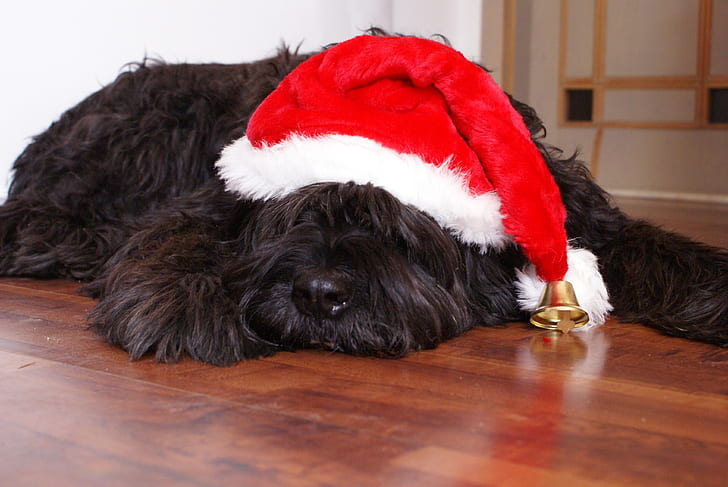 photo of long-coated black dog with red and white Christmas hat