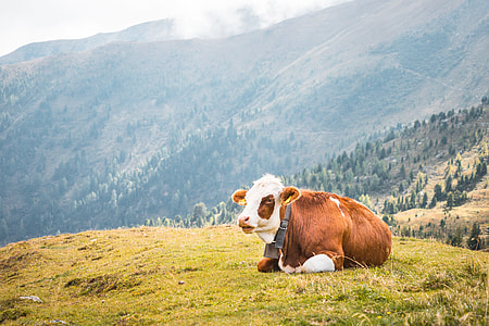 Cow Relaxing on Pastures in the Middle of Mountains