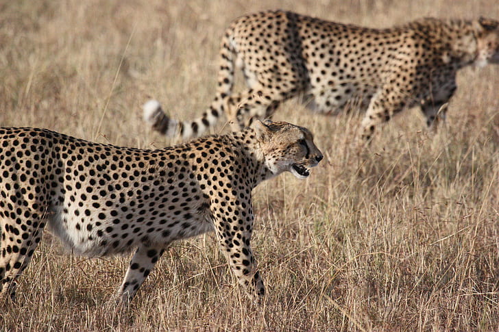 two cheetahs on ground