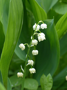 white lily of the valley flower in selective focus photography