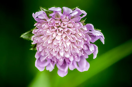 purple petaled flower selective focus photography