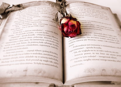 closeup photo of red rose on book