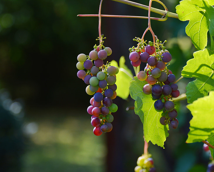 shallow focus photography of grapes during daytime