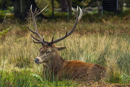 brown deer laying on grass field during daytime