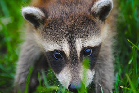 brown, black, and white raccoon close-up photography