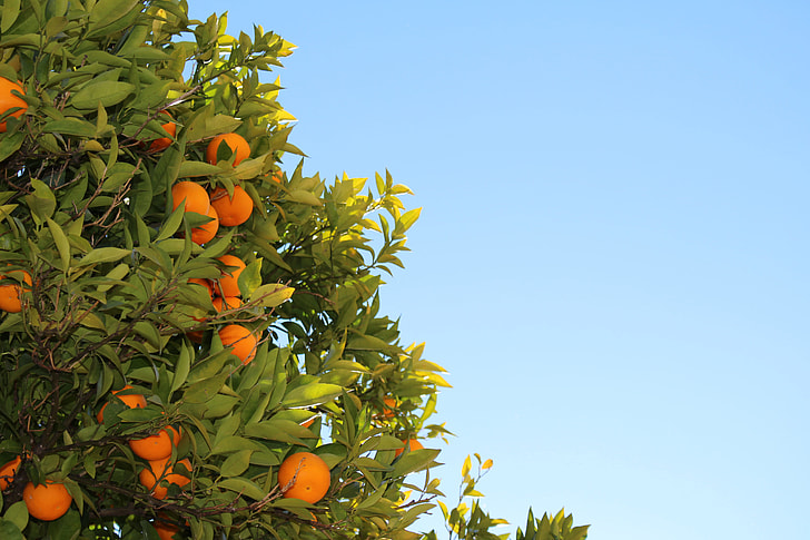 orange tree during daytime