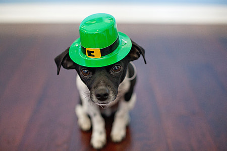 shallow focus photography of short-coated black and white puppy with green hat