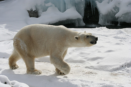 polar bear walking on snow