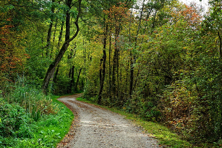 road between green leafed trees during daytime