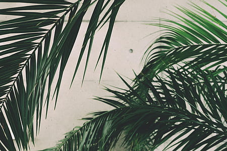 green palm tree leaves