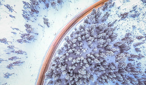 aerial photo of trees covered with snow