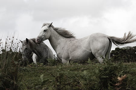 two white horses on ground