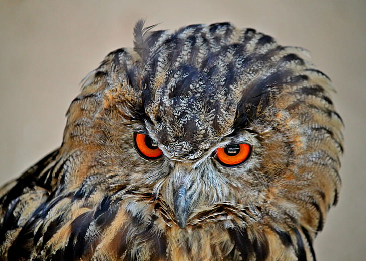 shallow focus photography of owl during daytime