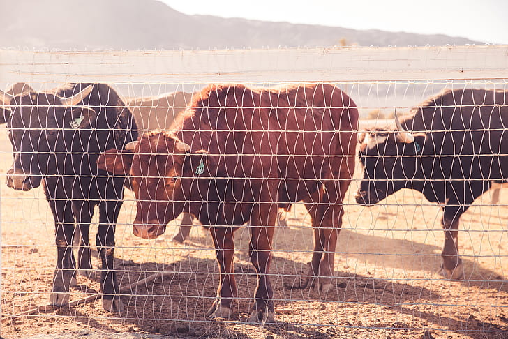 Cattle Behind Wire Fence during Daytime