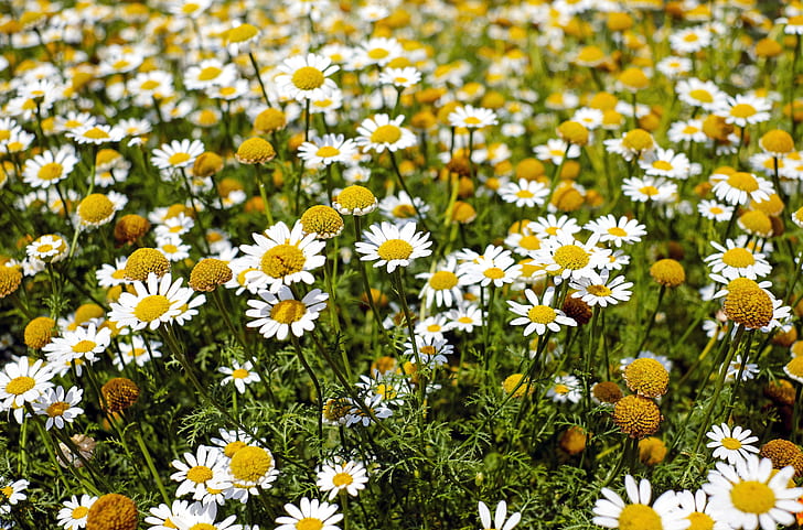 photography of white daisy flower field