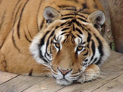 photo of tiger