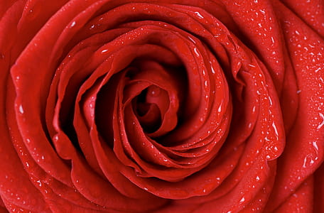 close up photography of red Rose flower