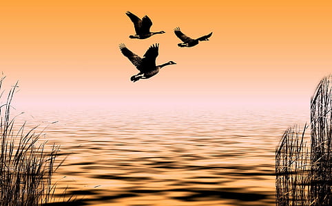 three mallard ducks flying on mid air above water photo
