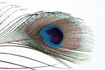 photography of black, blue, and green peacock feather