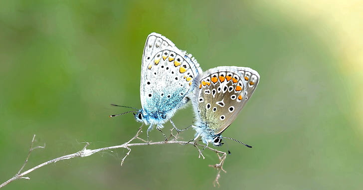 two multicolored butterflies perching on branch