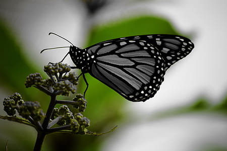 White and Black Monarch Butterfly on Green Plant