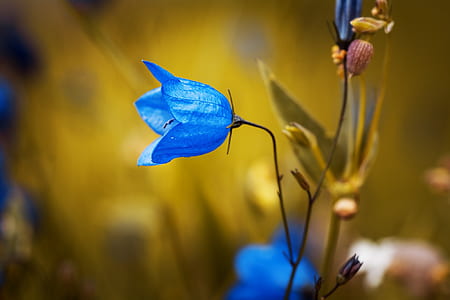 blue campanula flower in selective focus photography