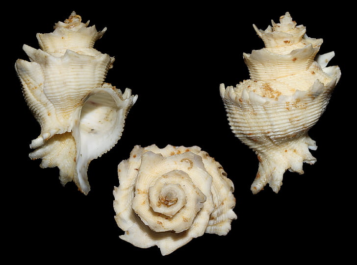 photo of three seashells