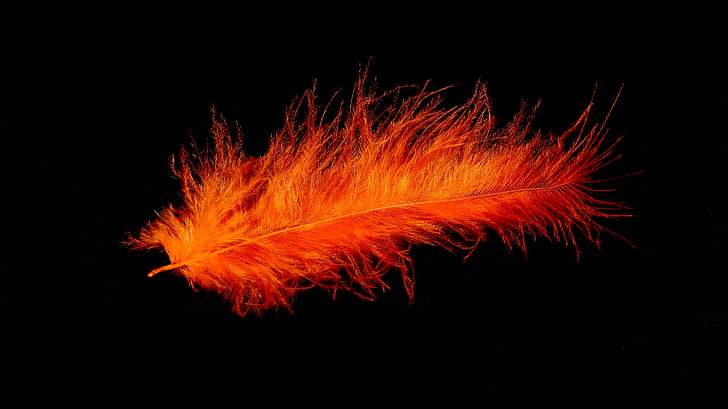 orange feather