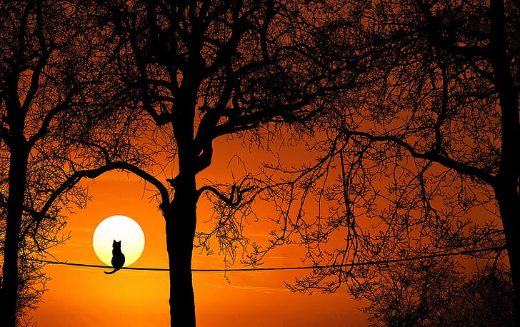 silhouette of a cat sitting on rope near trees