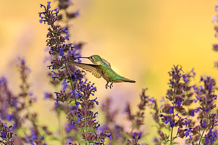 bird flying near purple petaled flower at daytime