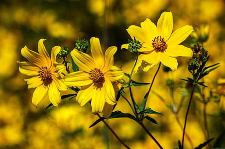 closeup photo of yellow daisies