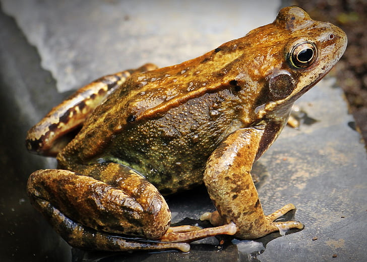 closeup photo brown frog