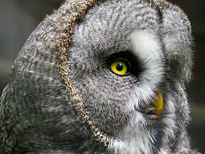 close up photo of gray owl