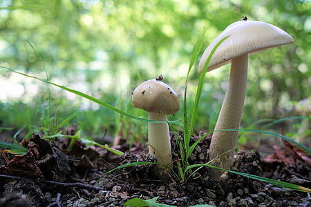 close up photo of white mushroom