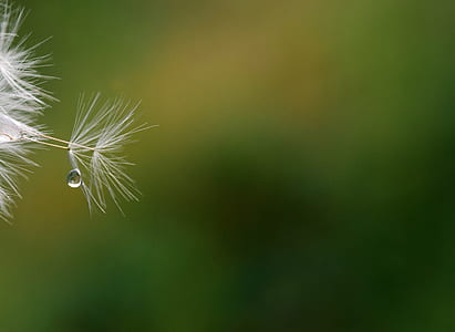 white feather and water drop
