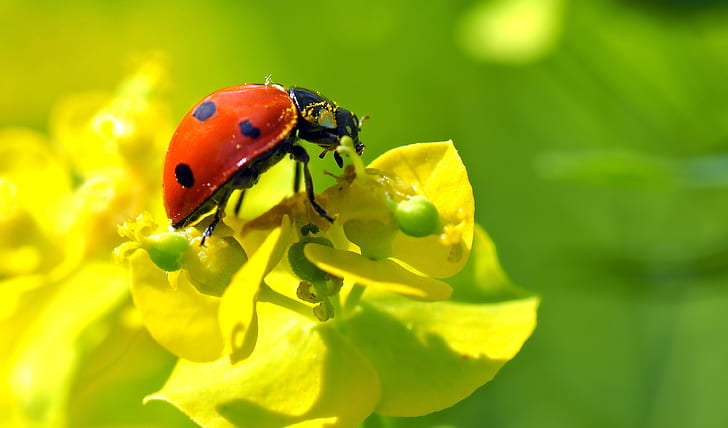 ladybug perching on yellow flower
