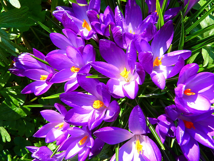 photography of purple flowers