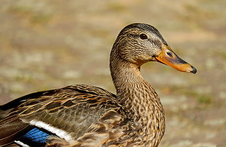 photo of brown and blue duck