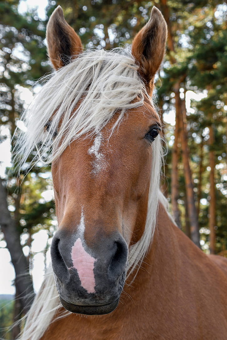 brown horse closeup photography