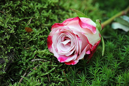 white and pink rose on green grass